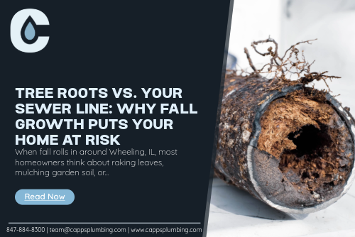 Tree Roots vs. Your Sewer Line: Why Fall Growth Puts Your Home at Risk